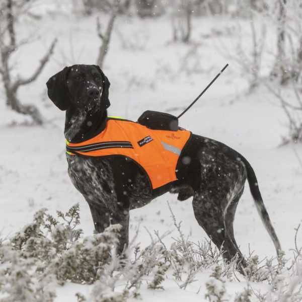 Kardog-raipe-1536×1024 Kardog-raipe-1536x1024